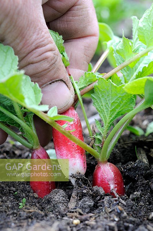 Radis de jardin, 'Petit déjeuner français', Close up of gardeners part tirant des racines mûres dans le jardin, Royaume-Uni, juin