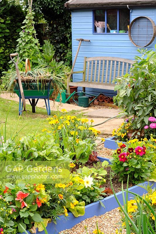 Petit potager jardin au milieu de l'été montrant la plantation de fleurs et légumes mélangés, UK, juillet,