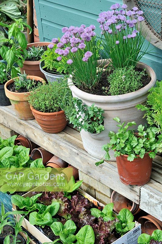 Collection de pots et pots d'herbes et de feuilles de salade à l'extérieur de la remise en pot, UK, juin