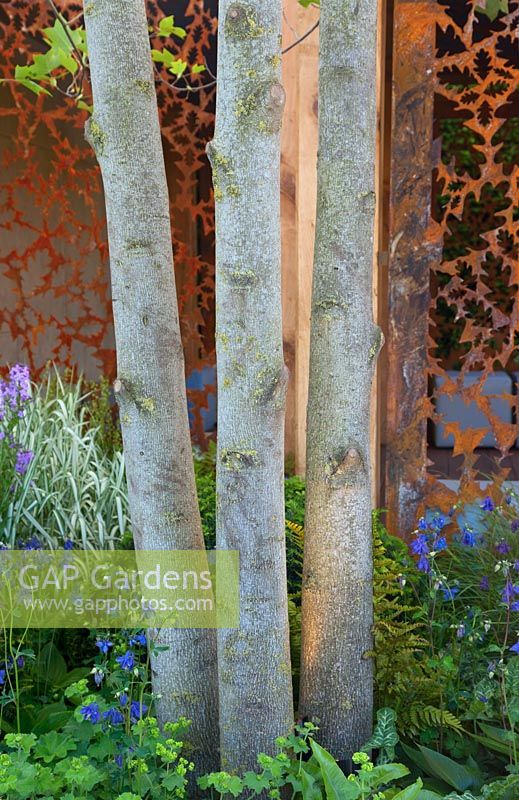 Le jardin Morgan Stanley pour Great Ormond Street - Gros plan sur l'écorce devant les panneaux rouillés de l'azumaya japonais ou de la maison d'été. RHS Chelsea Flower Show, 2016