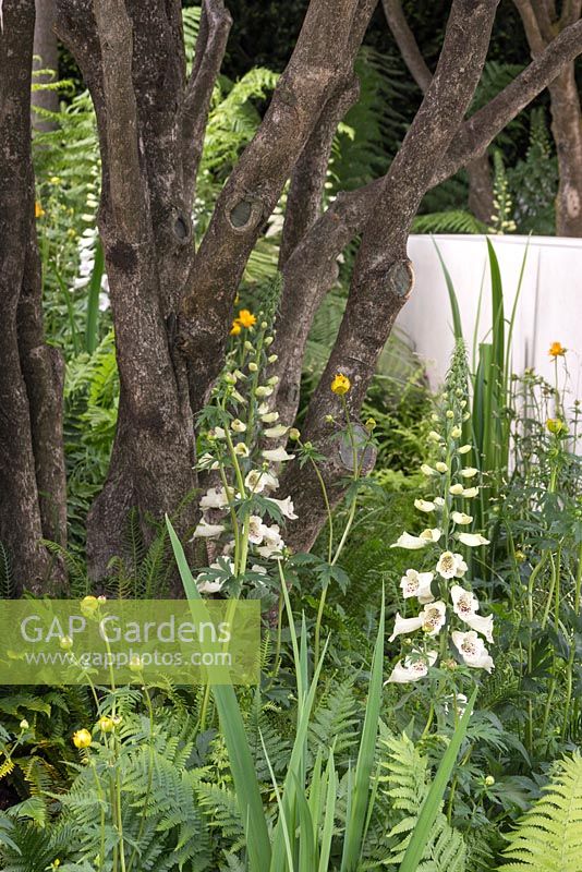 Jardin de la vie pleine conscience de Vestra Wealth. RHS Chelsea Flower Show 2016, conception: Paul Martin, commanditaire: Vestra Wealth