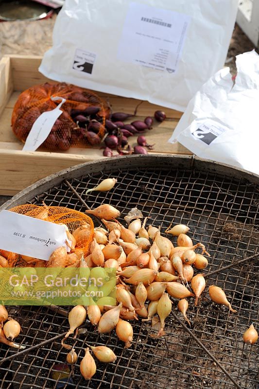 Vente par correspondance des graines, des ensembles d'oignons placés dans un endroit sec et frais avant la plantation, Norfolk, Royaume-Uni, mars