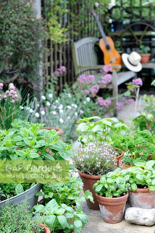 Herbes cultivées en pot, y compris la menthe, la ciboulette, le basilic, le persil et le thym, pots disposés sur patio, UK, juin
