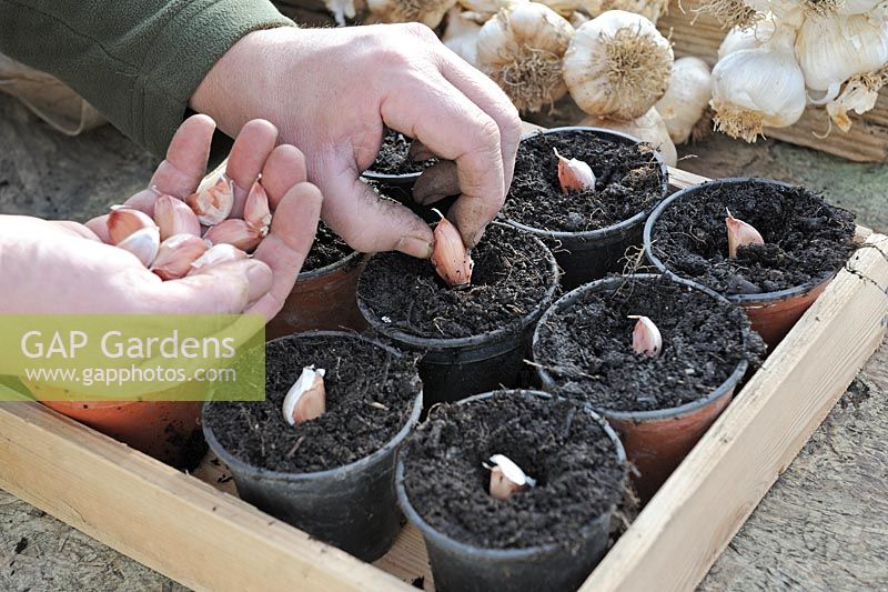 Planter de l'ail en serre dans des pots, montrant les mains des jardiniers plantant des clous de girofle, Norfolk, UK, décembre