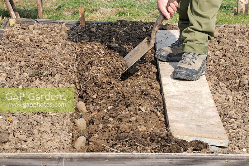 Plantation précoce de pommes de terre, 'Charlotte', dans des plates-bandes surélevées. Jardinier remplissant la tranchée avec une bêche, debout à bord pour empêcher le sol d'être compacté, Norfolk, Royaume-Uni, mars