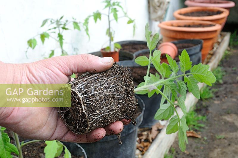 Gardeners hand holding plant de tomate prêt pour le rempotage, montrant un système racinaire sain, UK, avril.