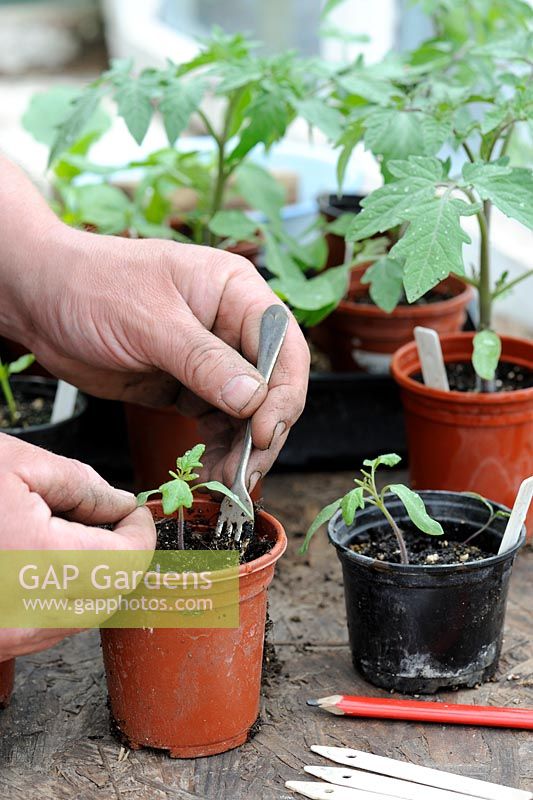 Rempotage sur des plants de tomates, jardinier mâle raffermissant la plante en pot de 3 pouces après la transplantation, Norfolk, Angleterre, avril