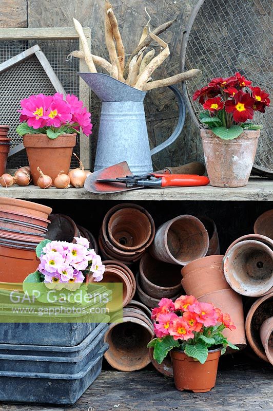 Scène traditionnelle de remise en pot de printemps avec des primevères, des outils de jardinage, des gousses de haricots et des tamis de jardin, UK