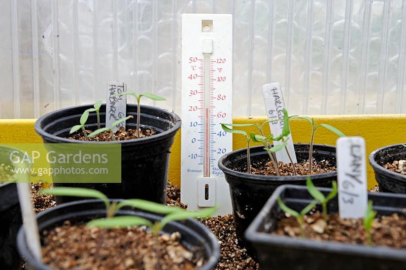Plants de tomate et de piment dans un propagateur avec thermomètre montrant 68 degrés C