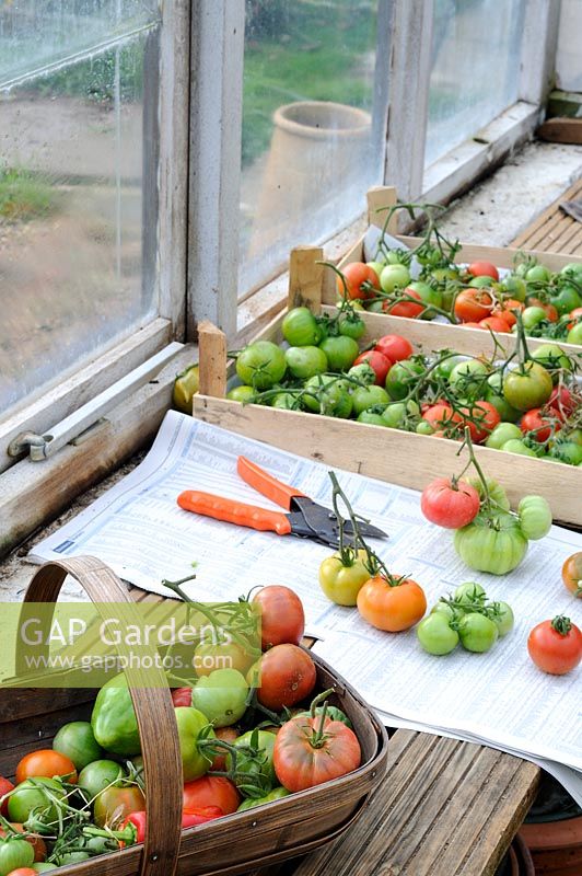 Dernier de la récolte de tomates en plein air en cours de maturation sur la mise en scène de la serre, Norfolk, UK, octobre