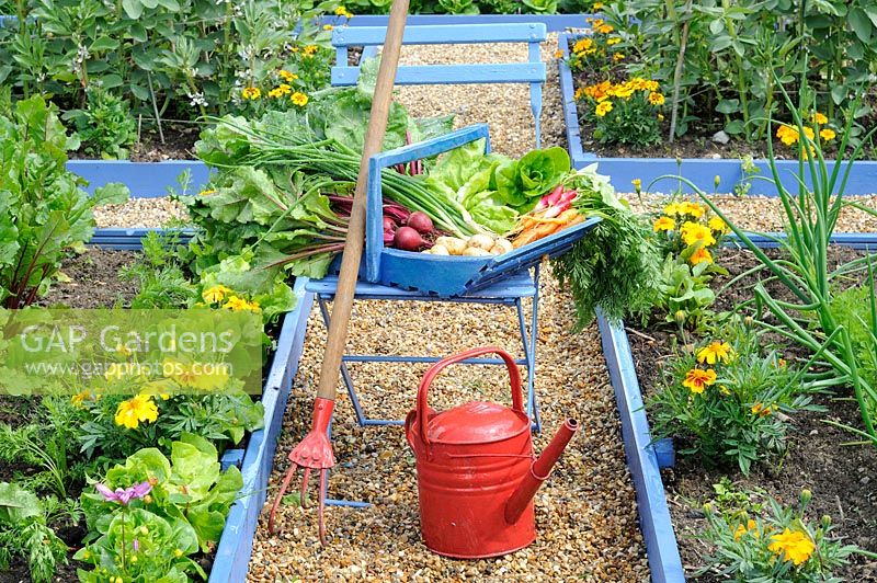 Récolte de légumes du jardin au début de l'été, trug bleu sur une chaise contenant du radis, de la betterave, de l'oignon de printemps, de la carotte, de la laitue et de nouvelles pommes de terre, Royaume-Uni, juin