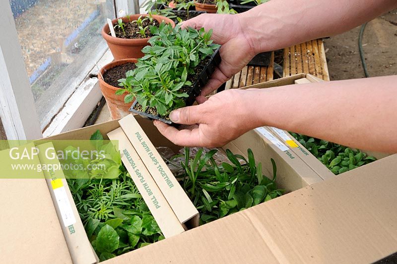 Boîte d'ouverture de vente par correspondance acheté des plantes, montrant les plantes plug et emballage, UK, avril
