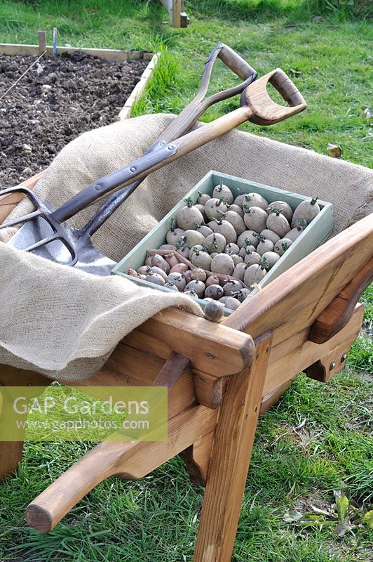 Plantation de pommes de terre, brouette en bois traditionnelle avec plateau de pommes de terre précoces prêt pour la plantation et outils de jardin, Norfolk, UK, avril