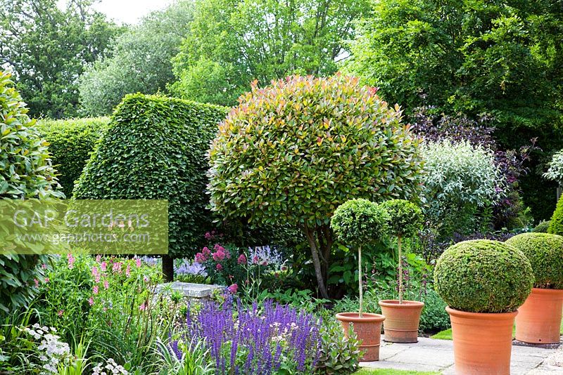 Jardin à l'anglaise avec Photinia x fraseri 'Red Robin' taillé, haie de charme en plumage, balles en boîte, parterres de fleurs avec arbustes et vivaces mixtes