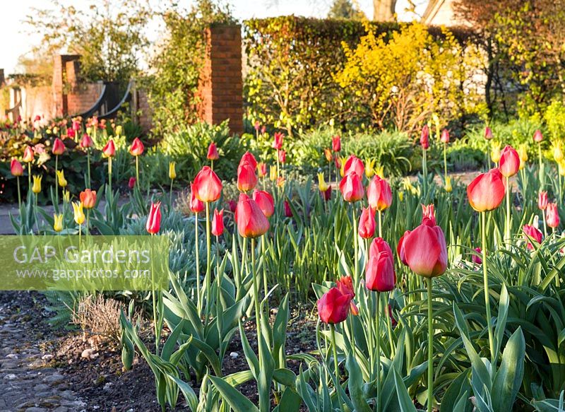 Tulipes dans le jardin Lanhydrock à Wollerton Old Hall Garden - photographié en avril à l'aube