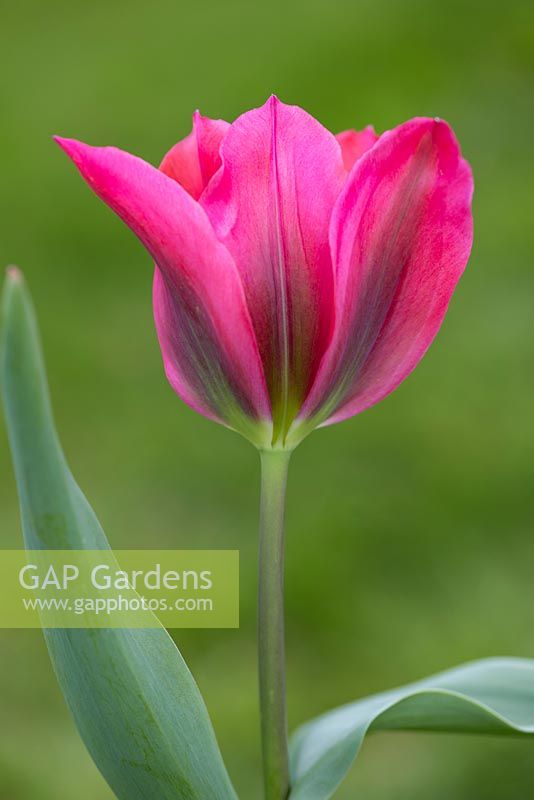 Tulipa 'Menuet de poupée'
