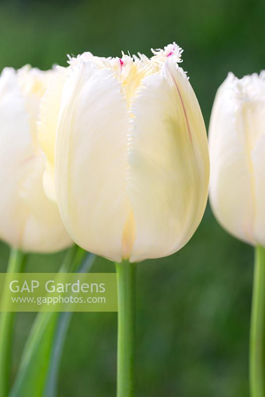 Tulipa 'Carrousel'