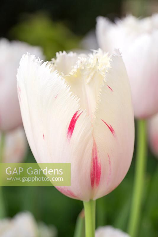 Tulipa 'Carrousel'