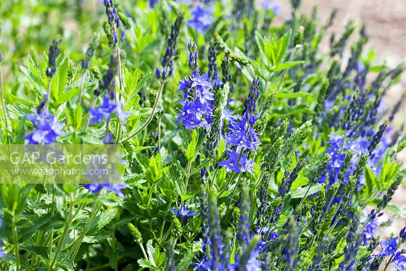 Veronica 'Crater Lake Blue' fleurit au printemps - Speedwell