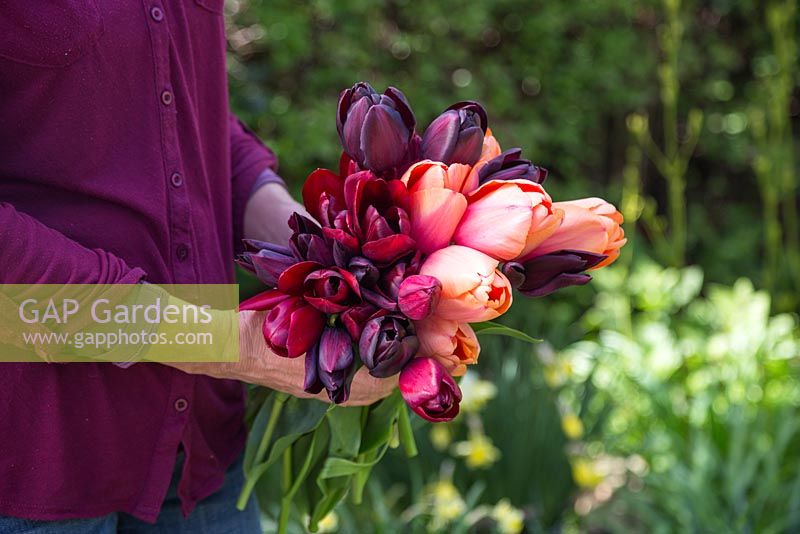 Femme tenant un bouquet de Tulipa 'Jan Reus', Tulip 'Apricot Impression', Tulip 'Havran', Tulip 'National Velvet' et Tulipa 'Cafe Noir'