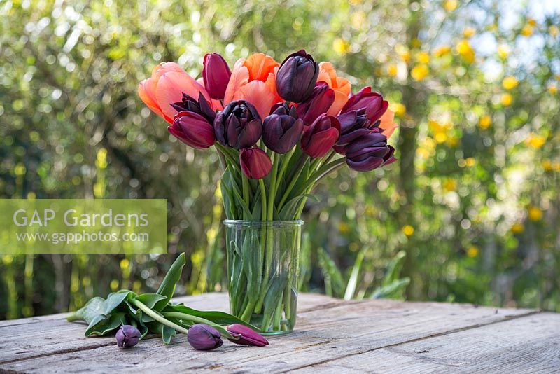 Tulipa 'Jan Reus', Tulip 'Apricot Impression', Tulip 'Havran', Tulip 'National Velvet' et Tulipa 'Cafe Noir' dans un vase en verre avec vue sur le jardin