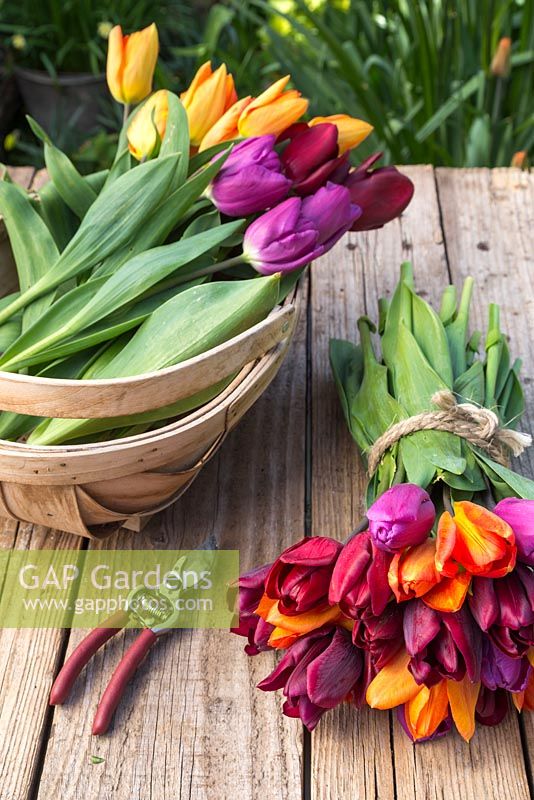 Bouquet de Tulipa 'Purple Flag', 'Jan Reus', 'Ronaldo' et 'Orange Emperor' sur une table avec des tulipes fraîchement coupées