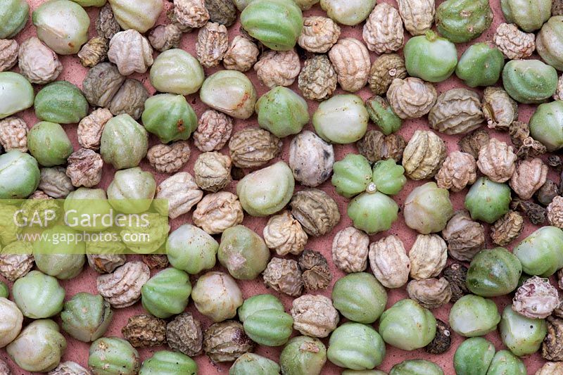 Tropaeolum - Capsules de graines de capucine - Septembre