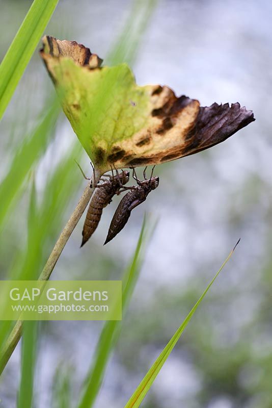 Peaux vides de libellules nouvellement émergées sur la tige de la plante de l'étang