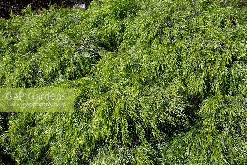 Acacia cognata 'Bower Beauty', petit arbuste au feuillage pleureur vert lime doux.