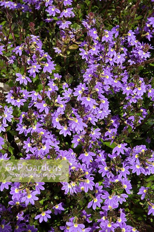 Aémula de Scaevola 'Purple Fanfare', fleur d'éventail recouverte de fleurs en forme d'éventail violet.