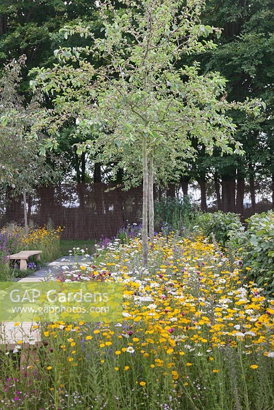 Pommiers sauvages dans un parterre de fleurs entouré de fleurs sauvages avec un chemin de banc de granit et un banc. Un point dans le temps sauve neuf jardins. RHS Tatton Flower Show 2011, Cheshire