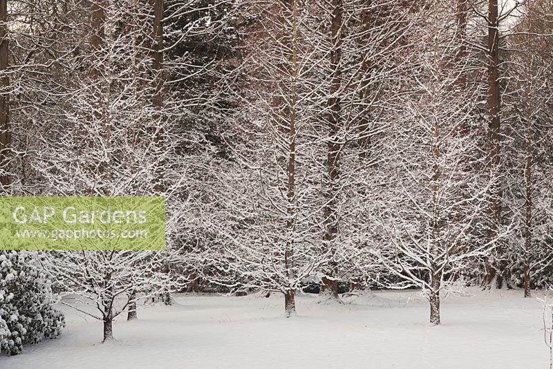 Metasequoia glyptostoboides gaules dans la neige - séquoia à l'aube