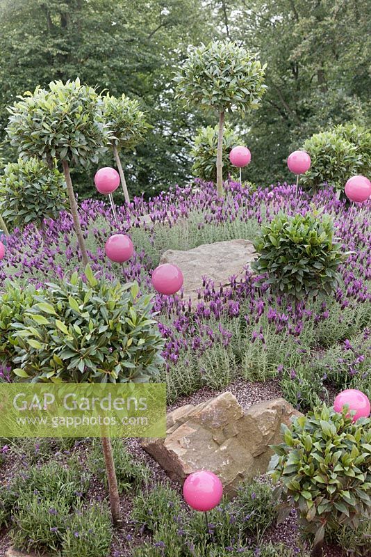 Sphères roses parmi les lavandes et les lauriers standard dans un jardin de rocaille en pente. Ne pas enjamber le jardin de la clôture, RHS Tatton Flower Show 2011, Cheshire