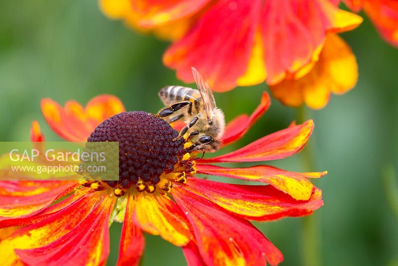 Abeille à miel britannique - apis mellifera, se nourrissant d'héléniums 'Sahins Early Flowerer'