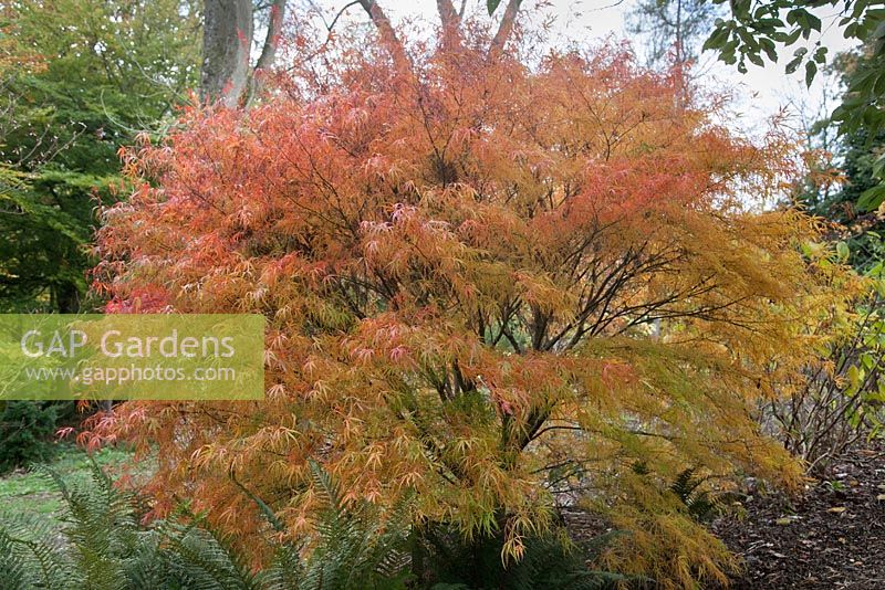 Acer palmatum 'Koto No Ito' - érable japonais