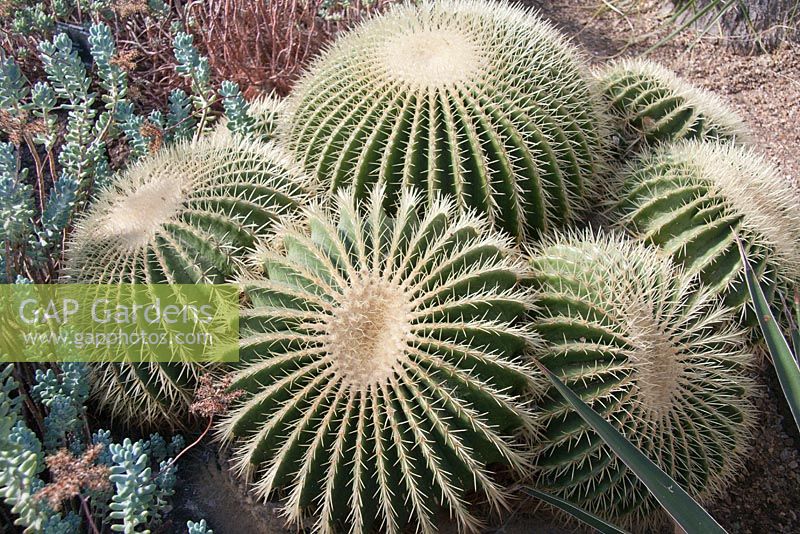 Echinocactus grusonii - cactus baril d'or