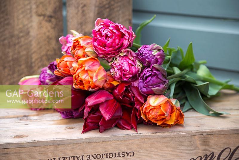 Bouquet de Tulipa 'Chato', 'Purple Peony', 'Princes Irene' et 'National Velvet' sur une caisse
