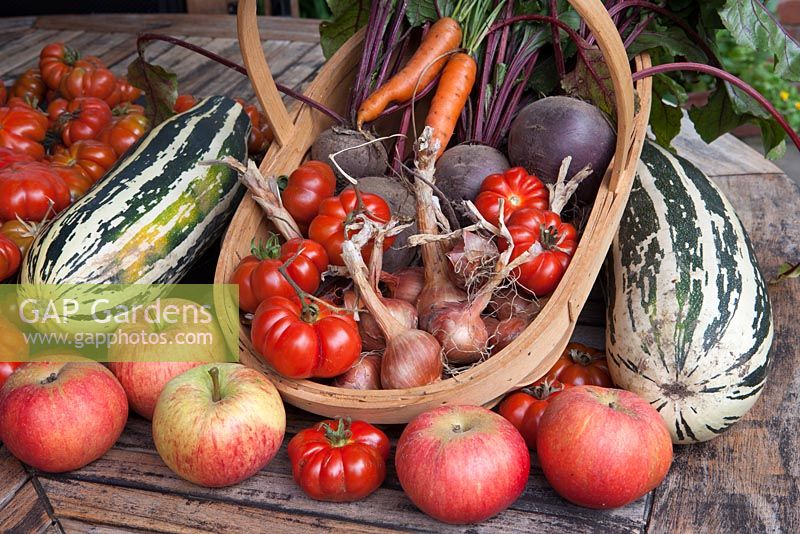 Temps de récolte, tomate 'Costoluto Fiorentino', moelle 'Safari', betterave 'Red Ace', échalotes, pommes 'James Grieve' et 'Discovery, dans un trug'