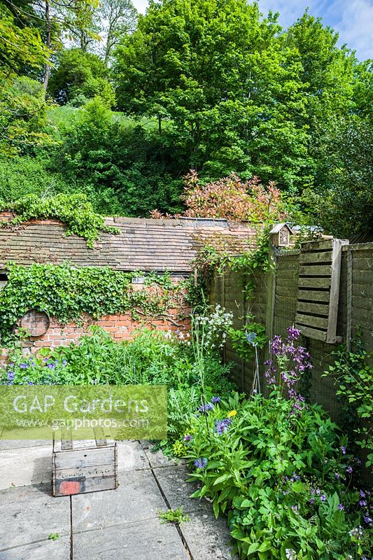Le petit jardin de Brigit Strawbridge à St James ', Shaftesbury, planté avec la faune à l'esprit, en particulier les bourdons et les abeilles solitaires. Les plantes respectueuses des insectes comprennent les centaurées, les aquilèges, les myosotis, le lierre et les géraniums rustiques.