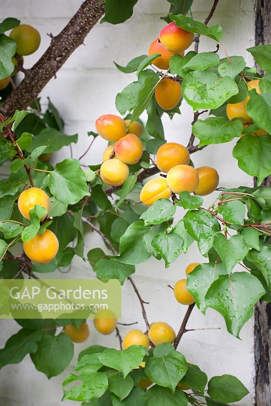 Prunus armenica 'Harogem' - Abricots entraînés contre un mur.