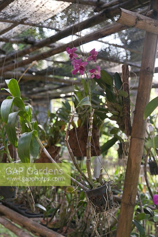 Jardin d'orchidées couvert tropical en plein air - Laos, Asie du Sud-Est