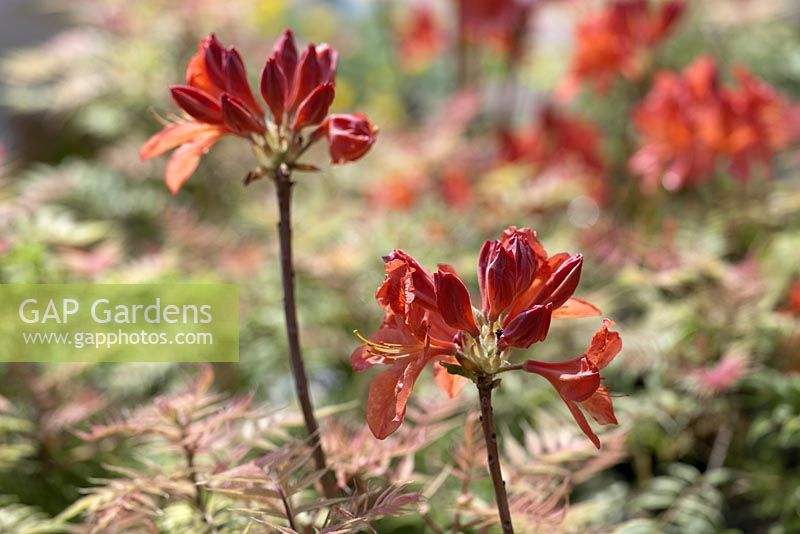 Rhododendron 'Koster's Brilliant Red' et Sorbaria sorbifolia 'Sem'