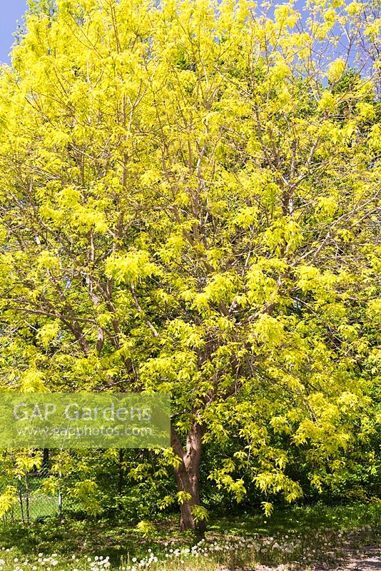 Acer negundo 'Kelly's Gold' - Érable au printemps, Jardin Botanique de Montréal, Québec, Canada