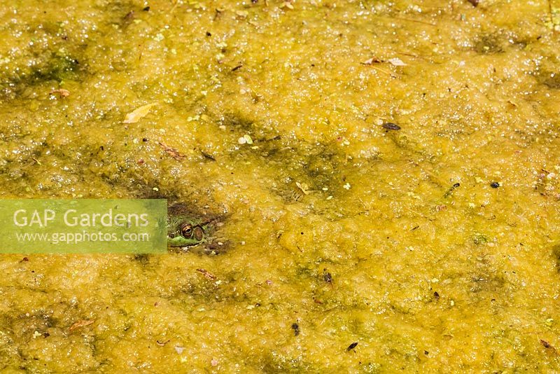 Rana clamitans - Grenouille verte furtivement à travers le Chlorophyta vert - Algues dans un étang à la fin du printemps