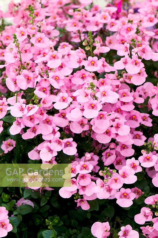 Diascia barberae 'Darla Light Pink'