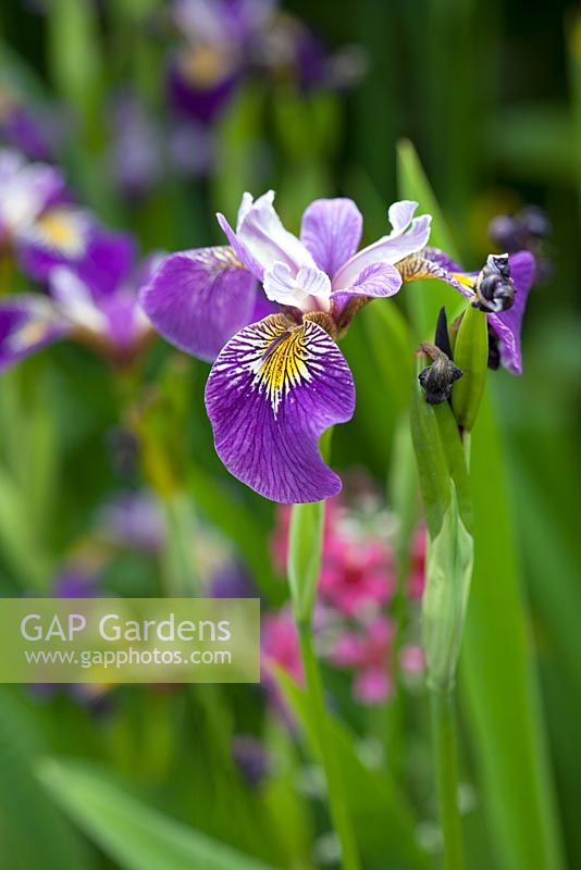 Iris pseudocarus 'L'enfant de Holden'
