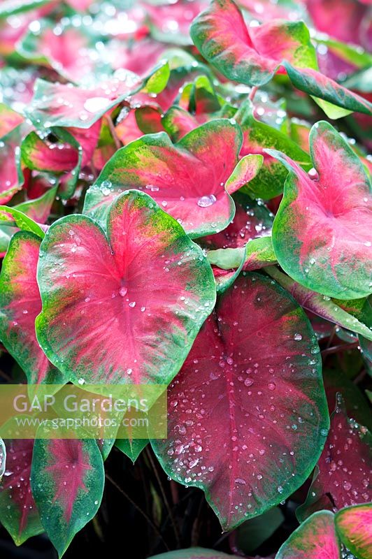 Caladium Frieda Hemple