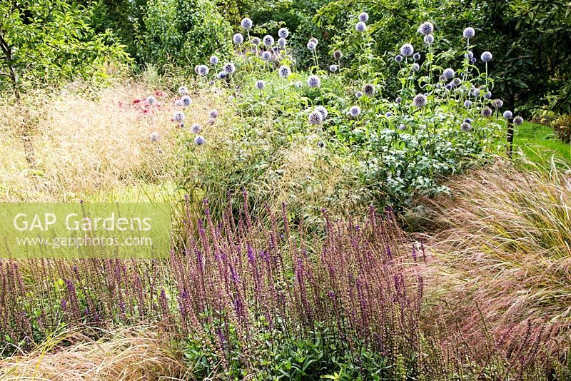 Parterre de fleurs à la fin de l'été à Broadleas House, Wiltshire, avec Deschampsia cespitosa 'Goldtau', Salvia 'Mainacht', Echinops ritro, Anemanthele lessoniana