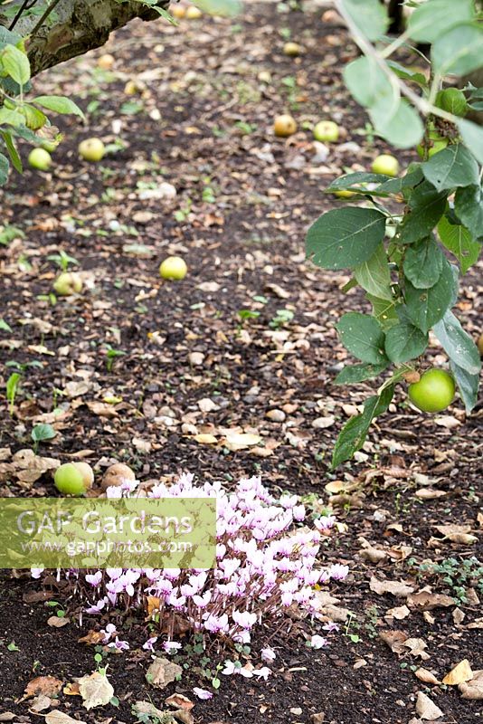 Cyclamen hederifolium poussant parmi les pommes exceptionnelles dans un verger