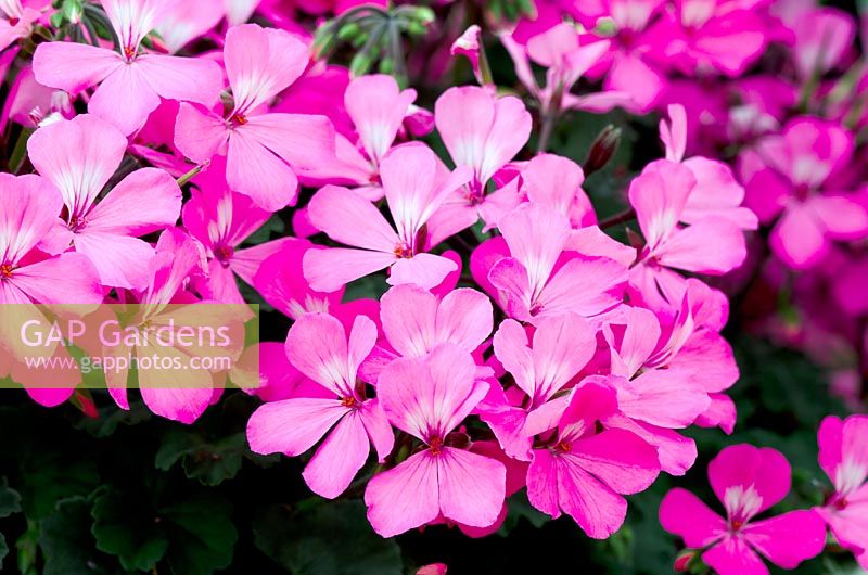 Pelargonium 'Caliente Pink'